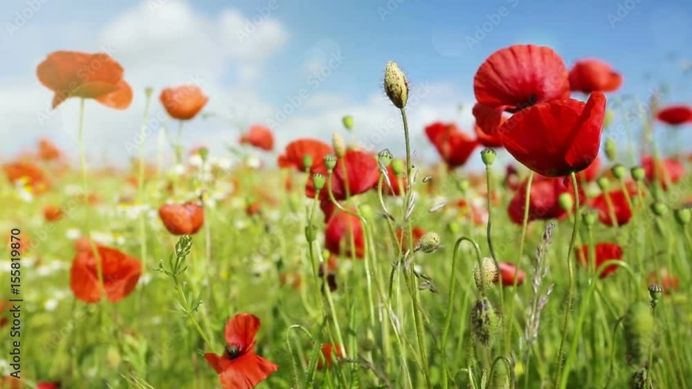 Poppies field in rays sun. Poppies field in rays sun.