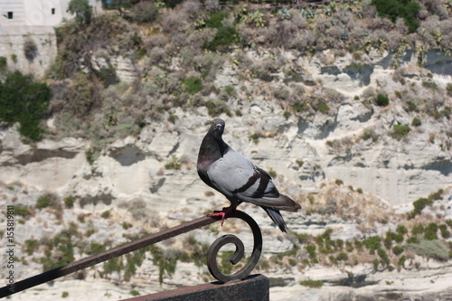 tropea photo