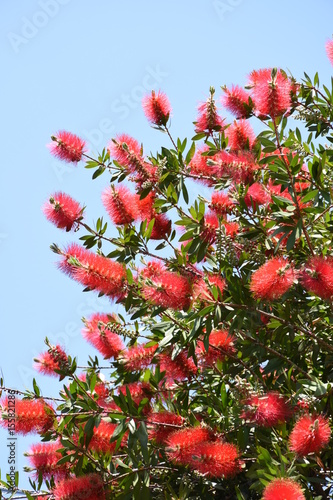 不思議な花 赤いブラシのような花が咲く ブラシノキ ブラシの木 Stock Photo Adobe Stock 不思議な花 赤いブラシのような花が咲く ブラシノキ ブラシの木 Stock Photo Adobe Stock