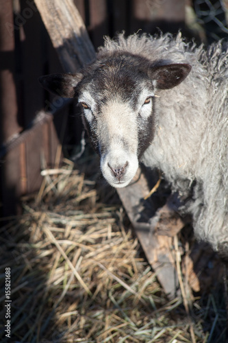 Romanov sheep in the paddock