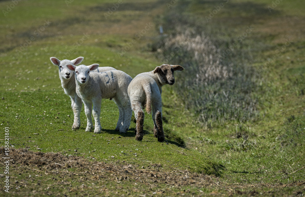 Der Nachwuchs Der Nachwuchs