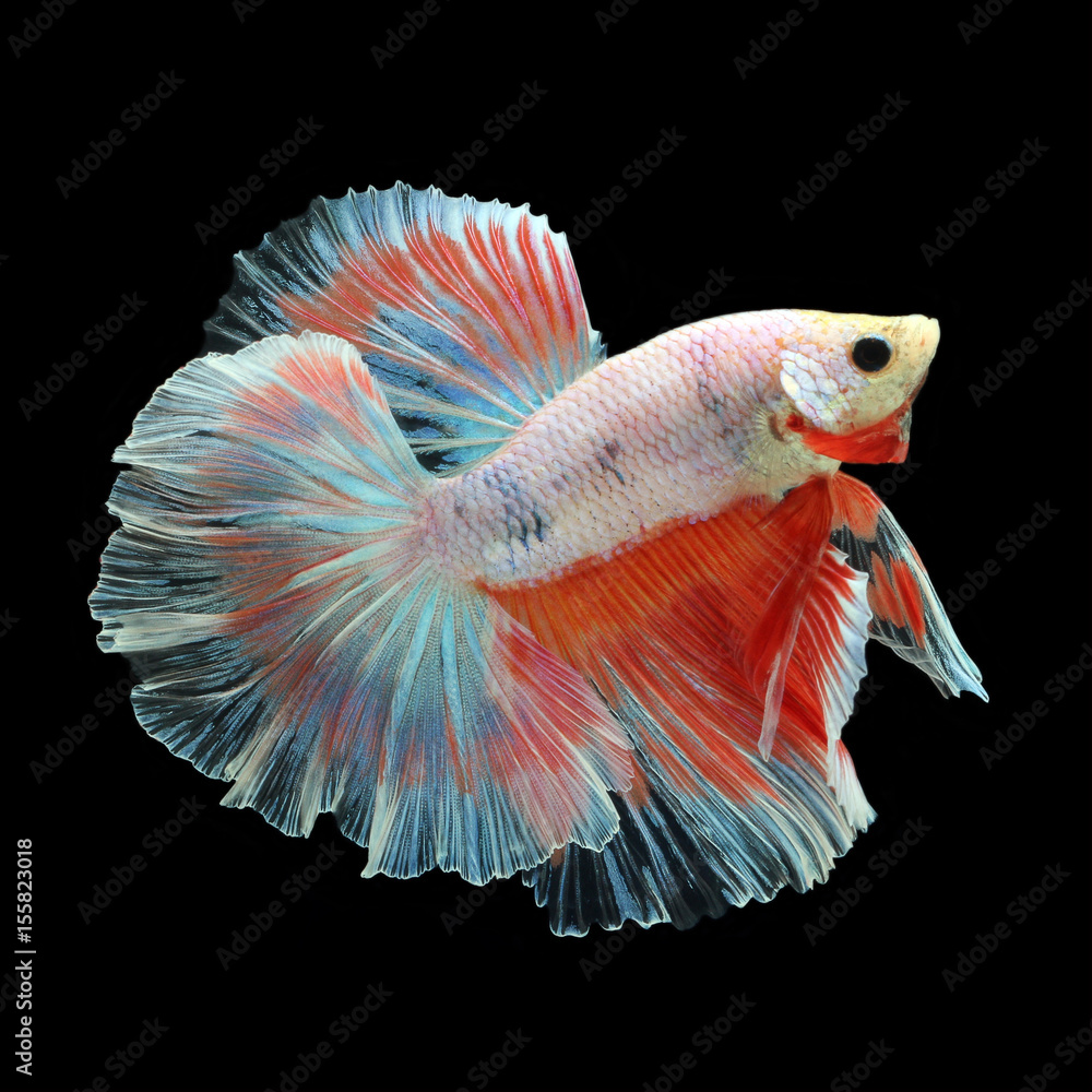Fototapeta premium Halfmoon Betta on black background. Beautiful fish. Swimming flutter tail flutter.