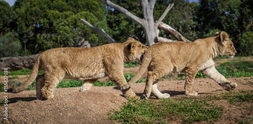 Two young lion cubs playing and biting