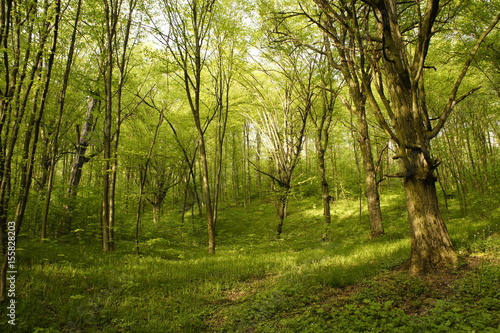 spring fresh green forest