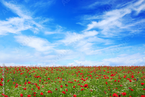 Wild poppy flowers on blue sky background.