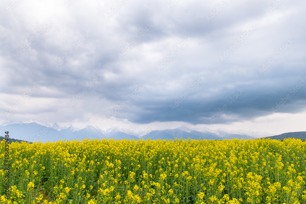 Yellow rapeseed field in the country with a cloudy mountain in the background