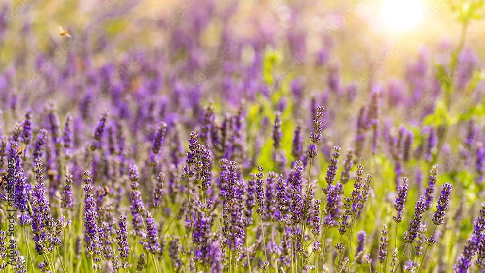 Fototapeta premium Lila Lavendelfeld in der Provence