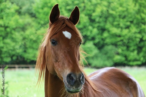 portrait eines braunen pferdes © Bianca