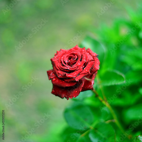 beautiful single dark red rose with water drops