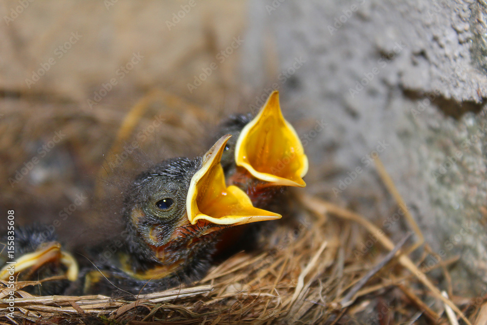 chicks of bird in the nest in mountain