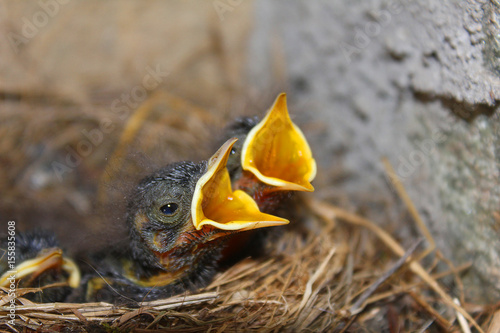 chicks of bird in the nest in mountain