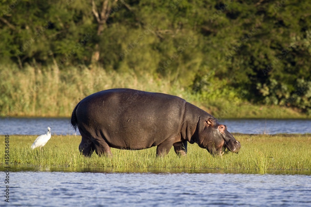 Hippo feeding out of water, St Lucia, South Africa Hippo feeding out of water, St Lucia, South Africa
