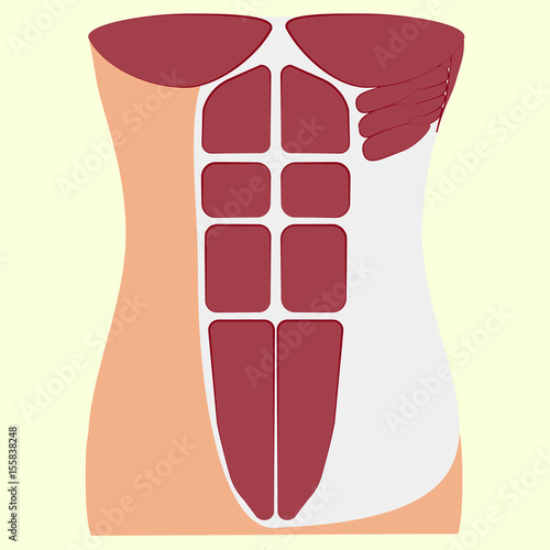 pectoralis major muscle, muscles of chest, thorax, brisket, breast,