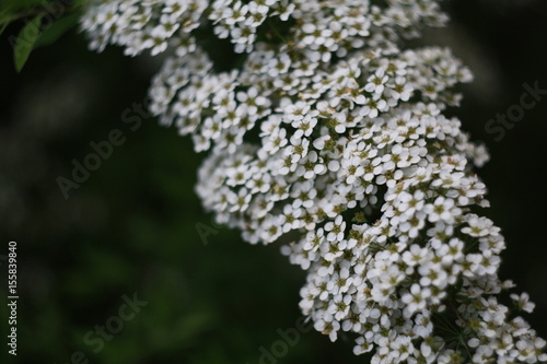 flower, white