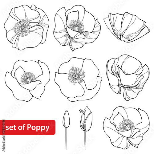 Vector set with outline Poppy flower, bud and open flowers isolated on white background. Floral elements in contour style with poppy for summer design and coloring book. Symbol of Remembrance Day.