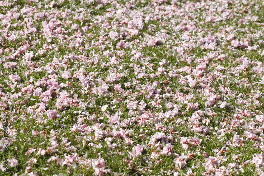 am Boden liegende Kirschblütenbätter