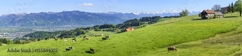 entspannt grasende K  he und Rinder auf einer Bergwiese in der Ostschweiz