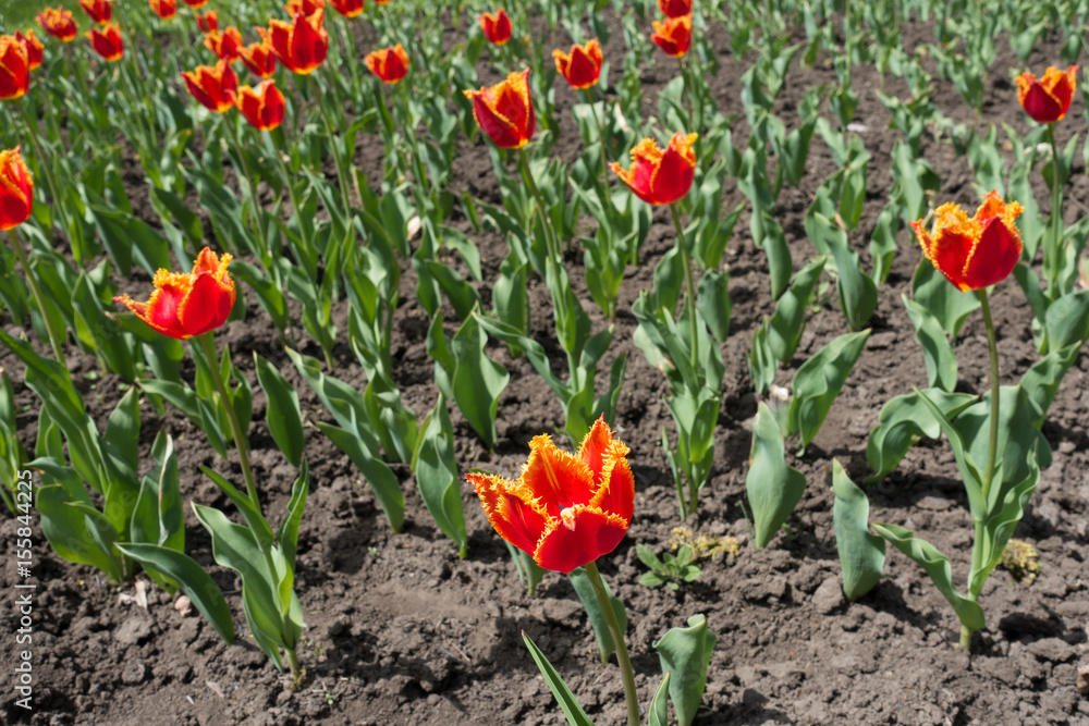 Flowerbed with red and yellow fringed tulips Flowerbed with red and yellow fringed tulips