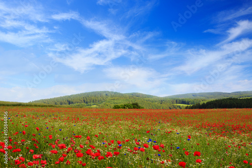 Wild poppy flowers on blue sky background. © Swetlana Wall