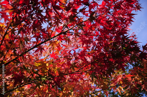 日本庭園の紅葉と空