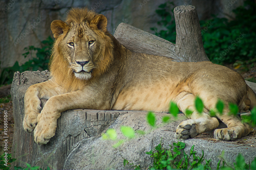 Obraz premium lion, mammal, africa, black, pride, portrait, dangerous, cat, king, predator, mane, background, wild, nature, big, animal, safari, wildlife