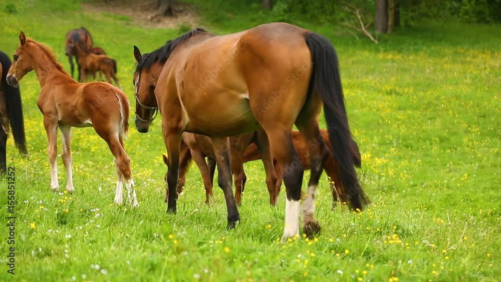 The foals with its mothers on the green meadow in spring The foals with its mothers on the green meadow in spring