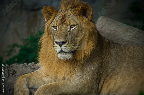 lion  mammal  africa  black  pride  portrait   dangerous  cat  king  predator  mane  background  wild  nature  big  animal  safari  wildlife