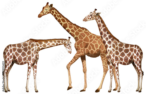 Three tall giraffes on white background