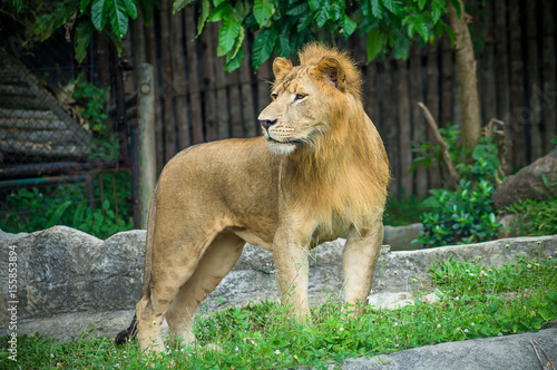 lion  mammal  africa  black  pride  portrait   dangerous  cat  king  predator  mane  background  wild  nature  big  animal  safari  wildlife