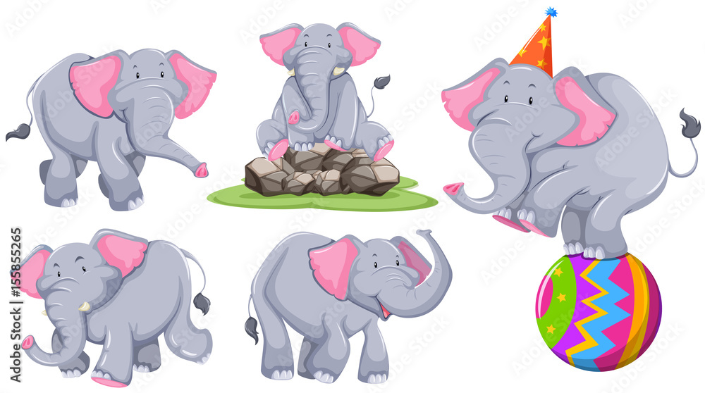 Gray elephant in different actions Gray elephant in different actions