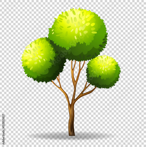 Gree tree on transparent background