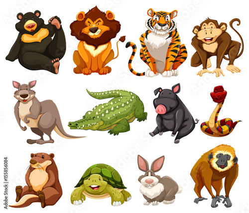 Different kinds of jungle animals