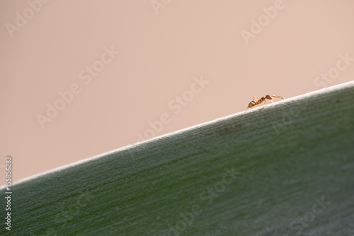 macro of ant climbing green leaf