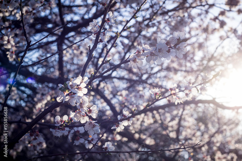 Spring flowering cherry, white flowers © dashtik