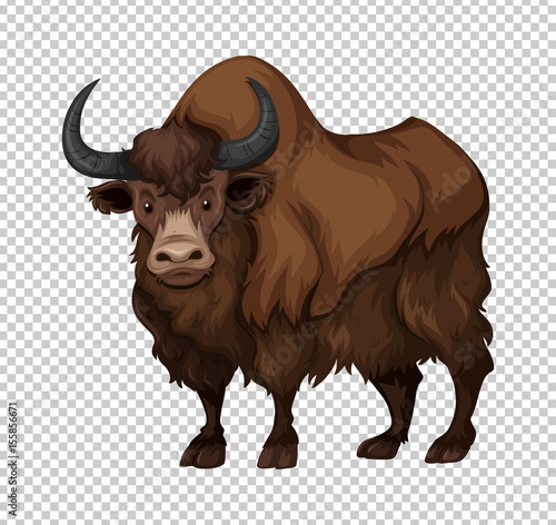 Buffalo with long hair