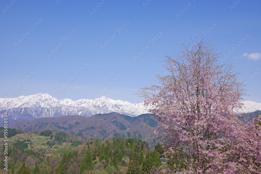 小川村の桜と北アルプス 小川村の桜と北アルプス