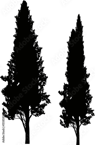 two cypresses isolated on white