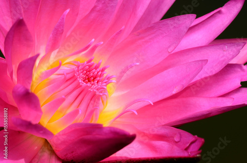 Pink Lotus.