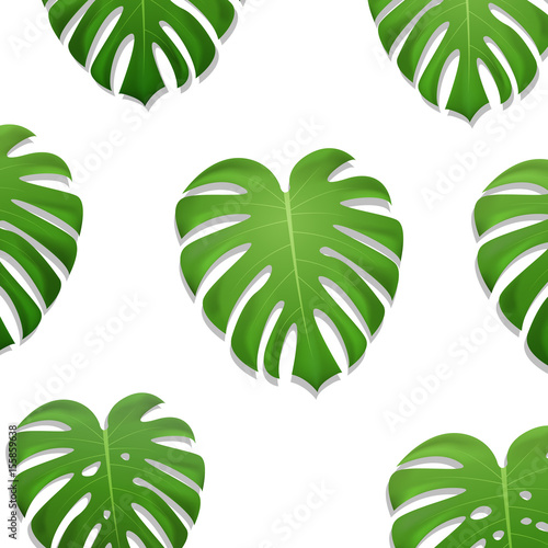 Monstera palm leaves pattern. Monstera leaves on white background. Exotic pattern