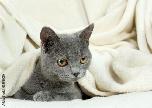 British kitten sleeps under the blanket © g215