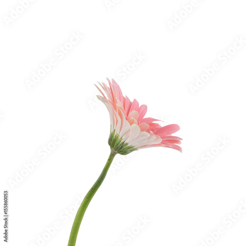 Pink Gebera flower isolated on white background 