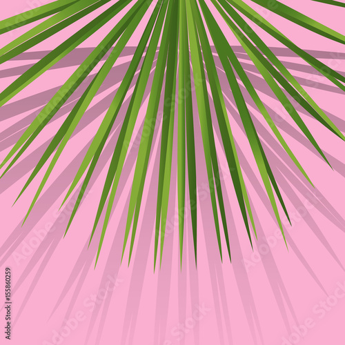 Exotic tropical palm leaves. Botanical leaves on millenial pink background. Exotic background