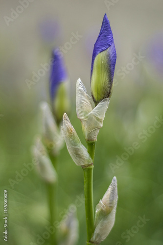  Blue iris bud