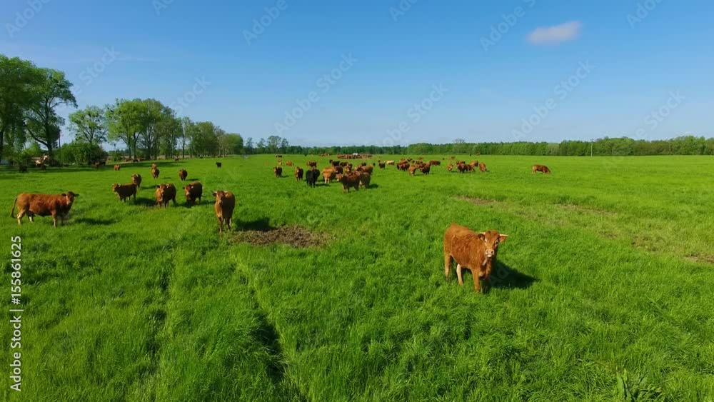 The breed of Limousin cattle on the field at summer time, aerial view The breed of Limousin cattle on the field at summer time, aerial view