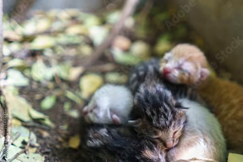 Newborn cats sleeping together © A.Ruiz