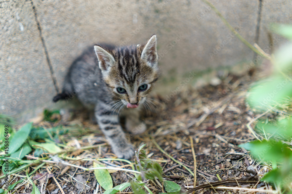 Portrait of baby cats in the nature after few weeks Portrait of baby cats in the nature after few weeks