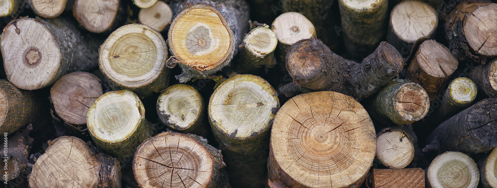 Rustic style background close up of logs of trees in nature. A lot of cutted logs. Texture wood Rustic style background close up of logs of trees in nature. A lot of cutted logs. Texture wood