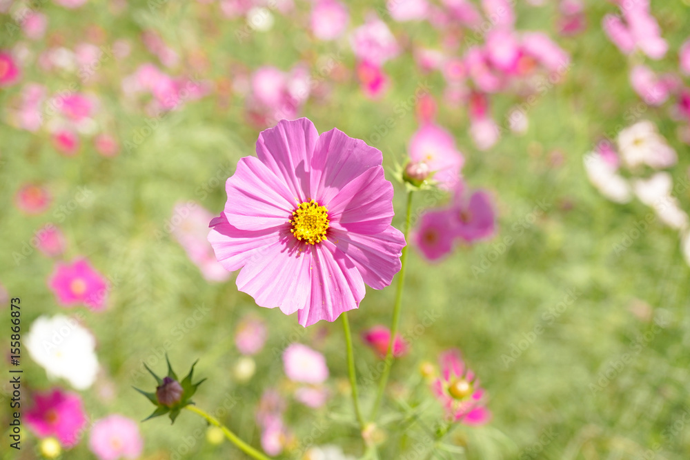 Cosmos flowers blooming in the garden, pink cosmos flowers Cosmos flowers blooming in the garden, pink cosmos flowers