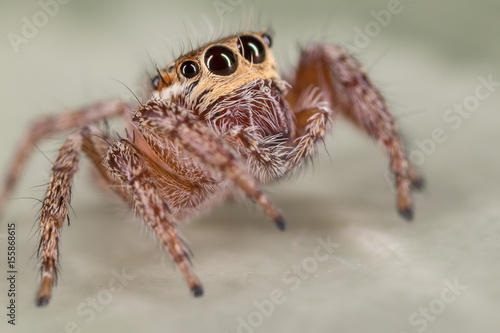 A closeup of a  beautiful spider © Rinaldo