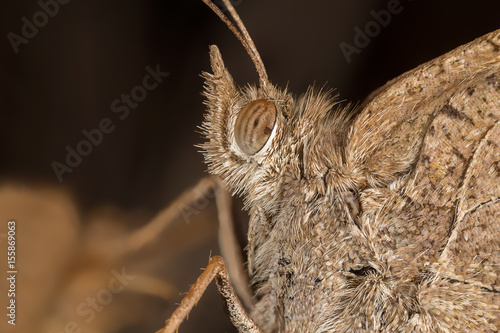 A closeup of a beautiful butterfly photo